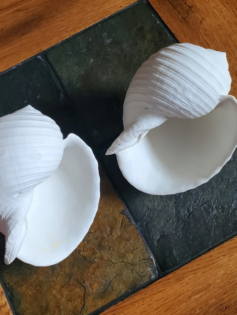 2 White Faux Conch Seashells Beach Decor - Picture 10 of 10